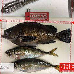 バチアジ＆バチメバルが来た