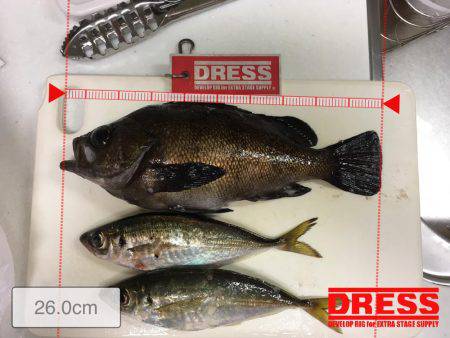 バチアジ＆バチメバルが来た