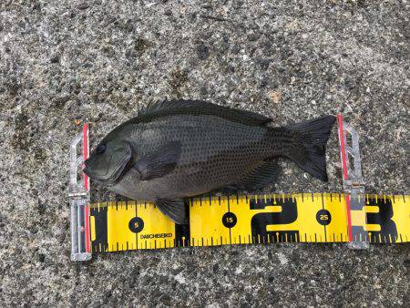 波止グレ好釣！