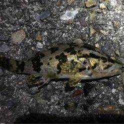 数釣りメバリング