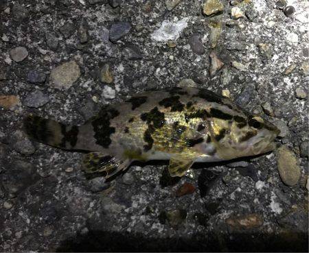 数釣りメバリング