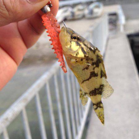 ガシメバリング！！朝まづめ狙い