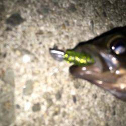 舞洲では初魚種ゲット！