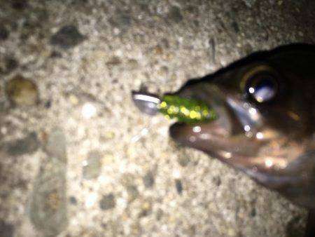 舞洲では初魚種ゲット！