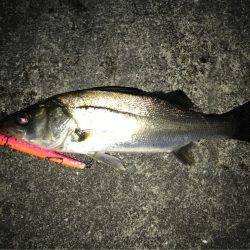 バチがおらへーん