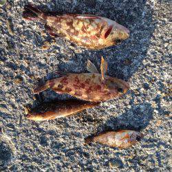 今日は素直にガシリング!!