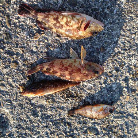 今日は素直にガシリング!!