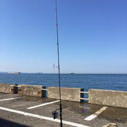 ハマチを釣りに行ったものの。。。