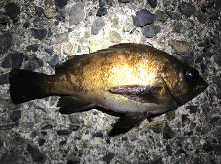 爆釣ポイント探し！