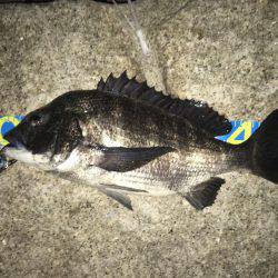 アジングタックルでチニング年なし