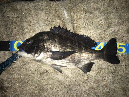 アジングタックルでチニング年なし