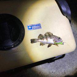 メバルのサイズ小さめ、少し肌寒い中