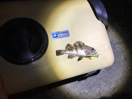 メバルのサイズ小さめ、少し肌寒い中