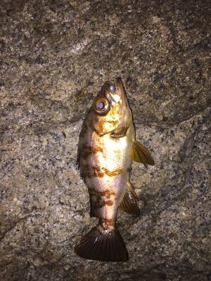 メバリング好調