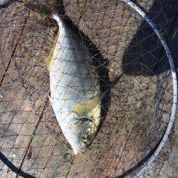 メバリングのち初海上釣り堀