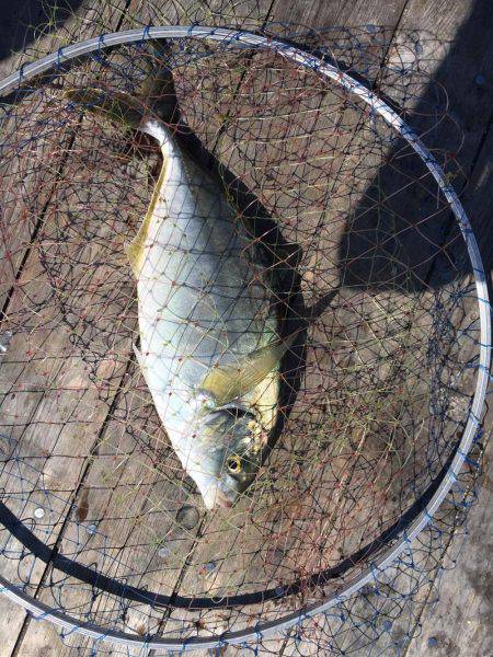 メバリングのち初海上釣り堀