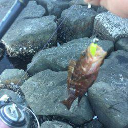 ロックフィッシュ