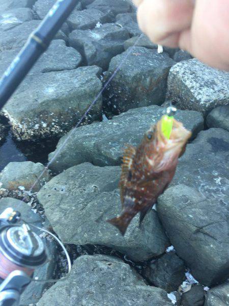 ロックフィッシュ