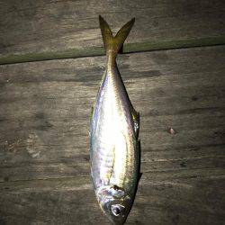 豆アジングで爆釣！