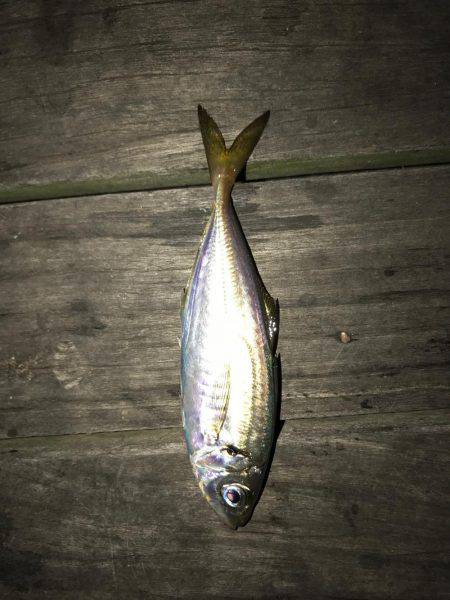 豆アジングで爆釣！