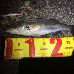 バチパターンシーバス