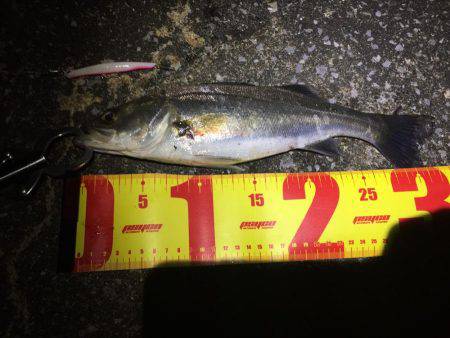 バチパターンシーバス