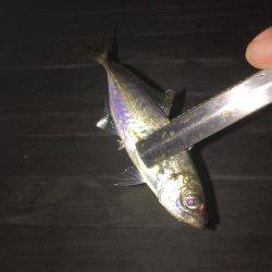 アジング爆釣！