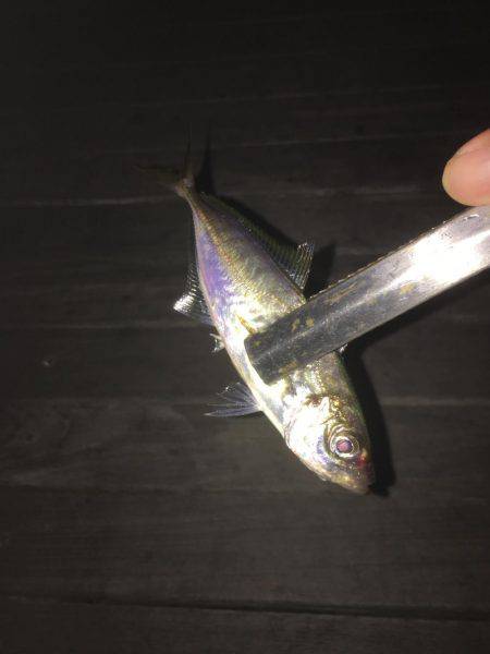 アジング爆釣！