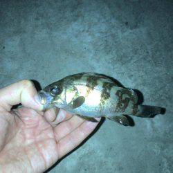 メバリング好調！