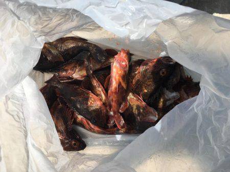 真昼間のガシリング