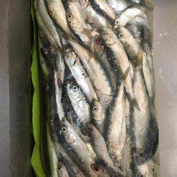 釣った魚を餌に、、、