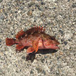 チョイ投げ練習