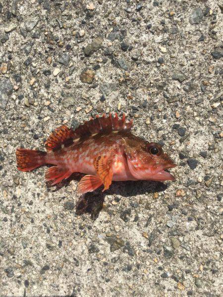 チョイ投げ練習