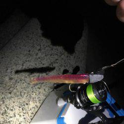 今年初タチウオ