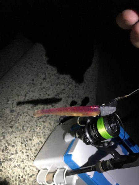 今年初タチウオ