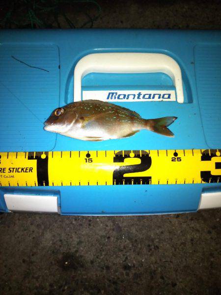 土曜の昼から翌朝方にかけて