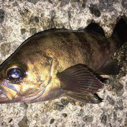 深夜のメバリング