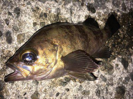 深夜のメバリング