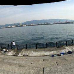 アジの時合いは短し