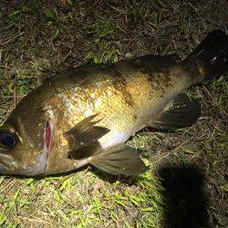 今期のメバリングは終了します(^ ^)