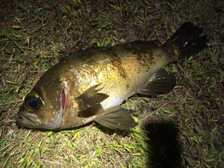 今期のメバリングは終了します(^ ^)