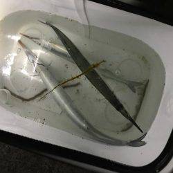 ファミリーフィッシング