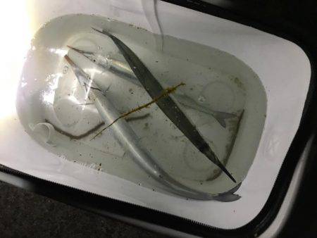 ファミリーフィッシング