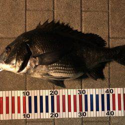 チニング？後シーバス