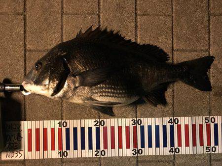 チニング？後シーバス