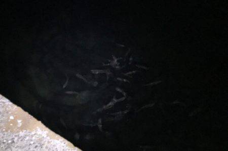 凄まじいベイトの数…