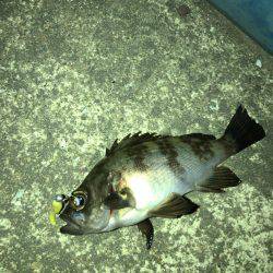 メバリング好調でした！