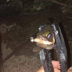 久しぶりにアジング‼︎