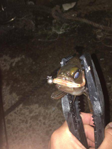 久しぶりにアジング‼︎