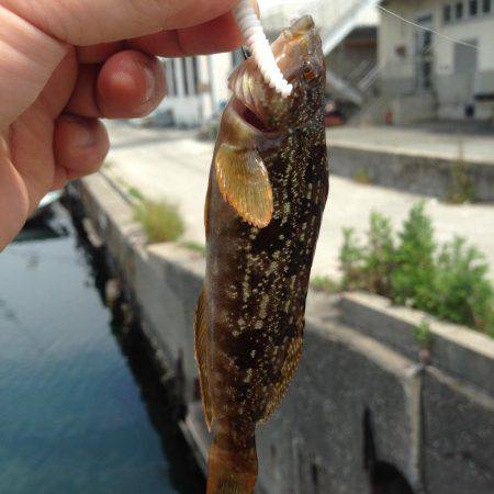 あと1種目で5目釣り達成だったのに‥（笑）…